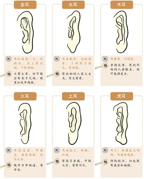 龍耳面相|十六种耳朵面相图文分析三六风水网